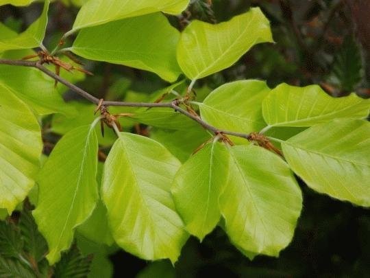 Fagus sylvatica Zlatia.jpg