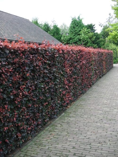 Fagus sylvatica purpurea 1.jpg