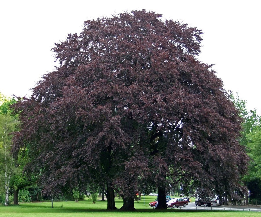 Fagus sylvatica purpurea.jpg