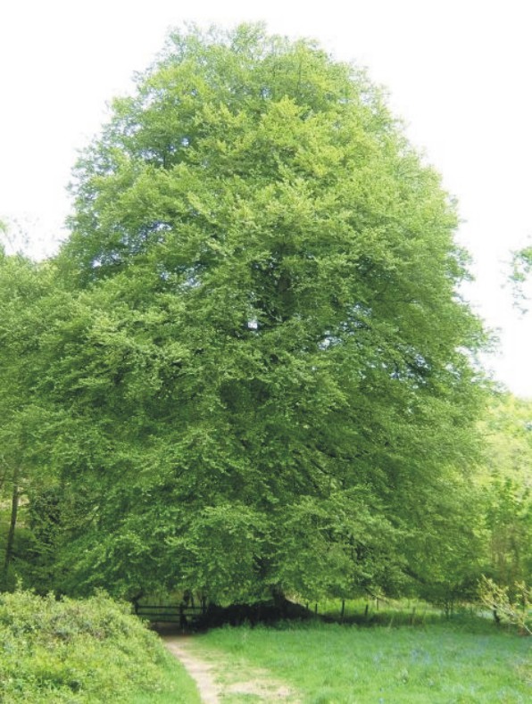 Fagus sylvatica.jpg