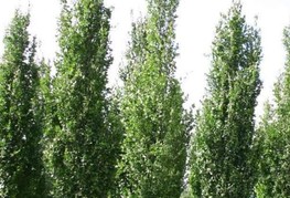 Fagus sylvatica 'Dawyck' - stebrasta bukev