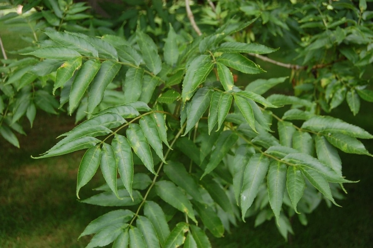 Fraxinus excelsior 1.jpg