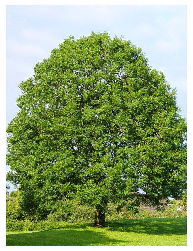 Fraxinus excelsior.jpg