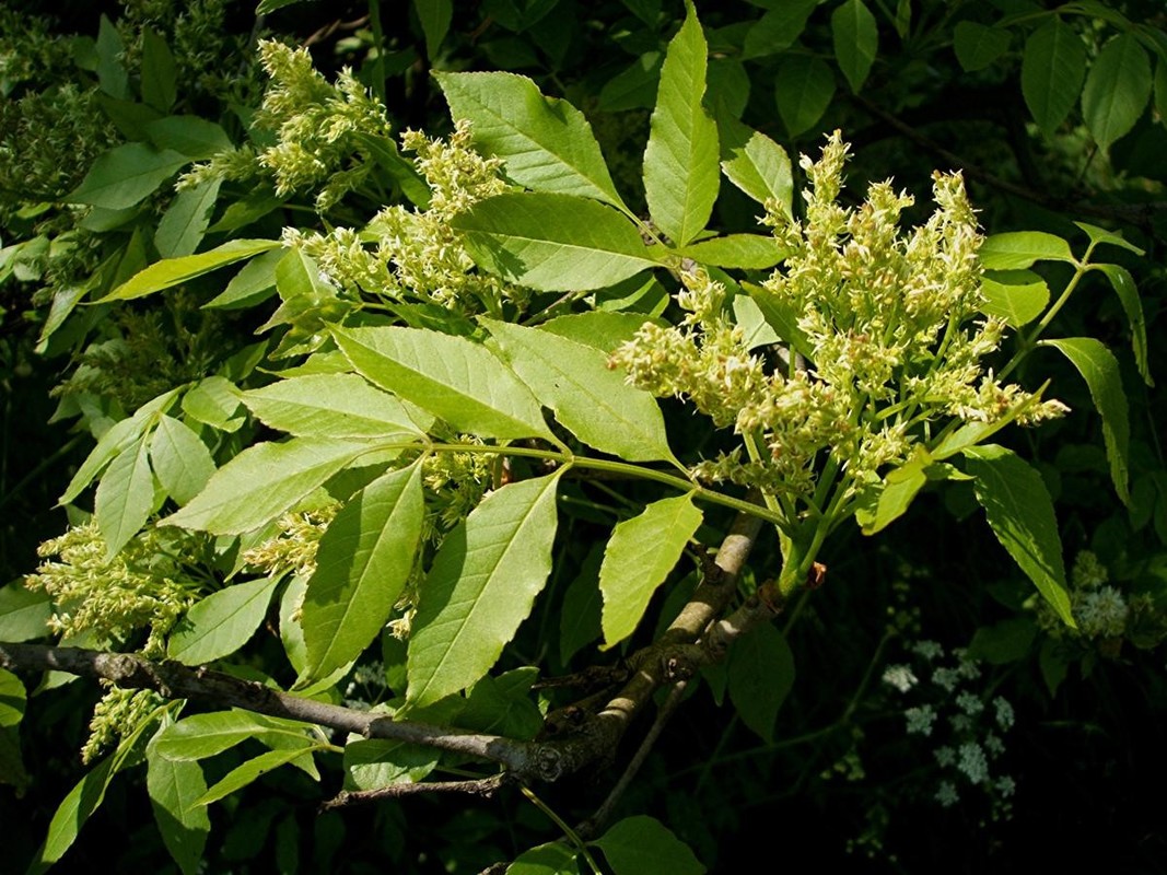 Fraxinus ornus 1.jpg