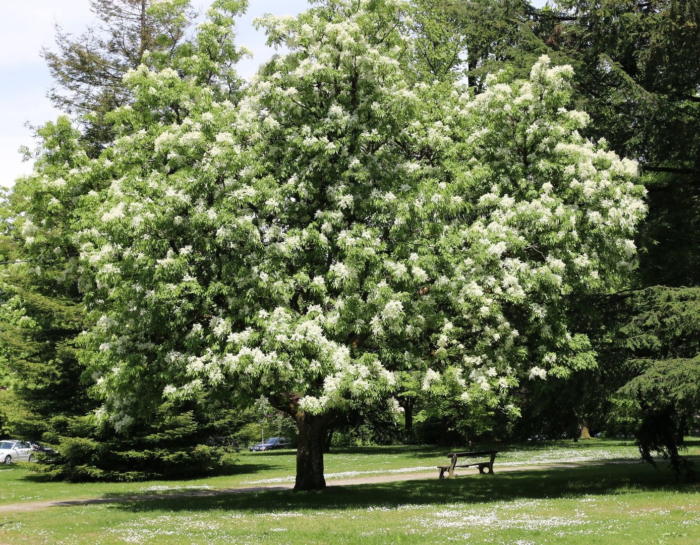 Fraxinus ornus.jpg
