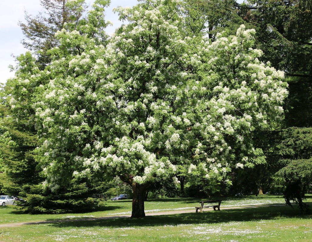 Fraxinus ornus.jpg
