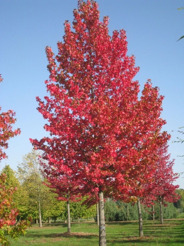 Liquidambar styraciflua 1.jpg