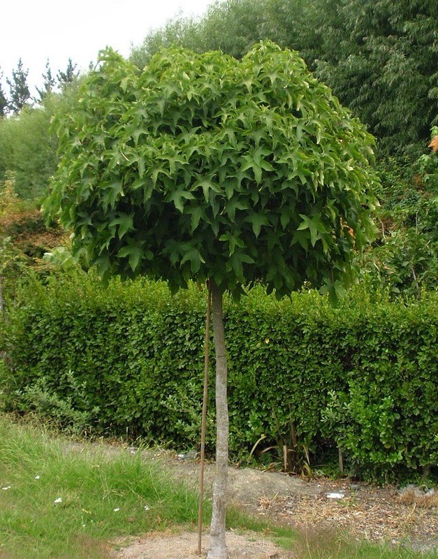 Liquidambar styraciflua Gum Ball 1.jpg