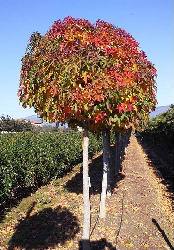 Liquidambar styraciflua Gum Ball.jpg
