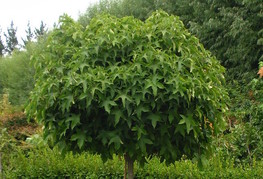 Liquidambar styraciflua 'Gum Ball' (= L. styraciflua 'Globosum', L. styraciflua 'Globe') - okrogli ambrovec