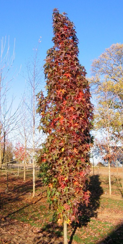 Liquidambar styraciflua Slender Silhuette 1.jpg