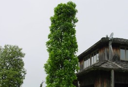 Liquidambar styraciflua 'Slender Silhuette' (= L. styraciflua 'Fastigiata') - stebrasti ambrovec