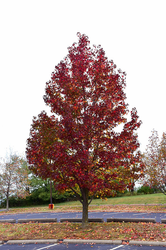 Liquidambar styraciflua Worplesdon 1.jpg