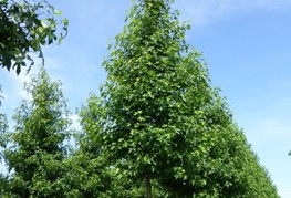 Liquidambar styraciflua 'Worplesdon' - ambrovec