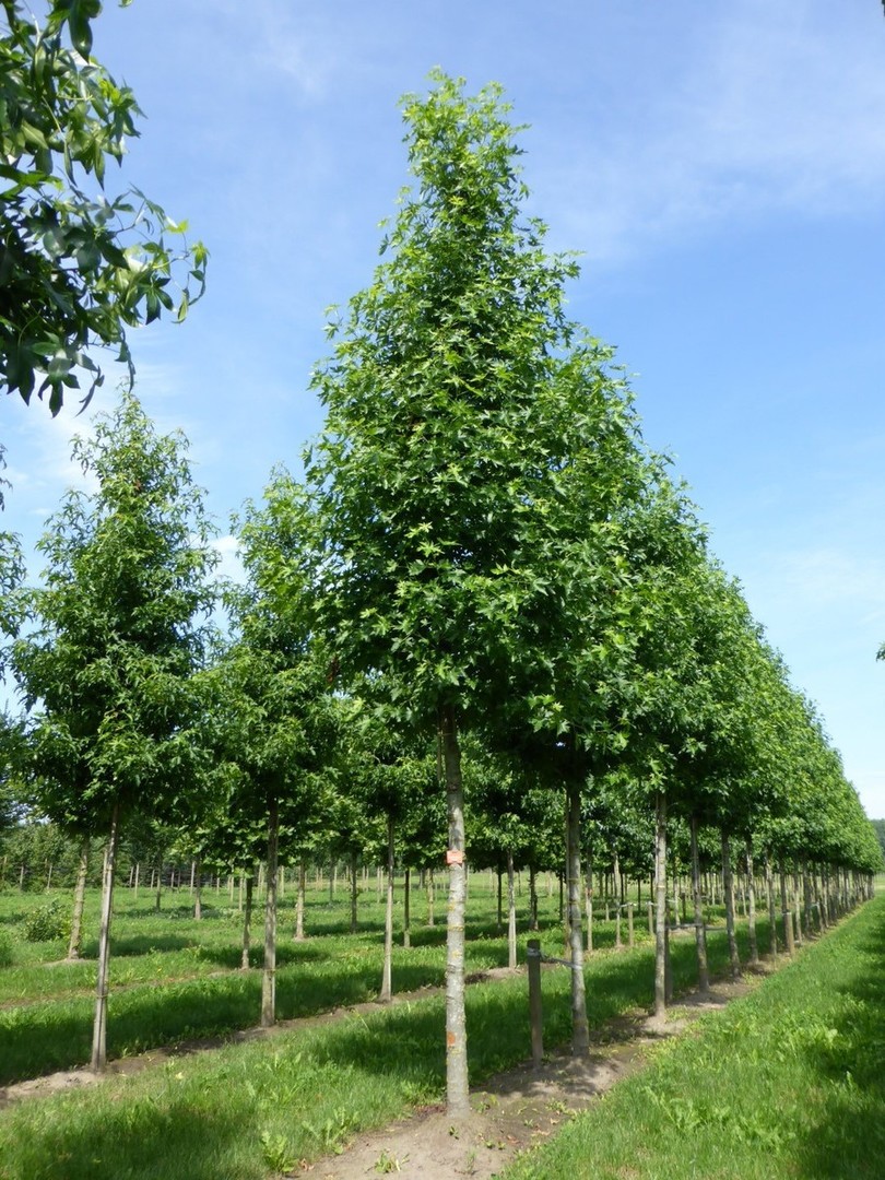 Liquidambar styraciflua Worplesdon.jpg