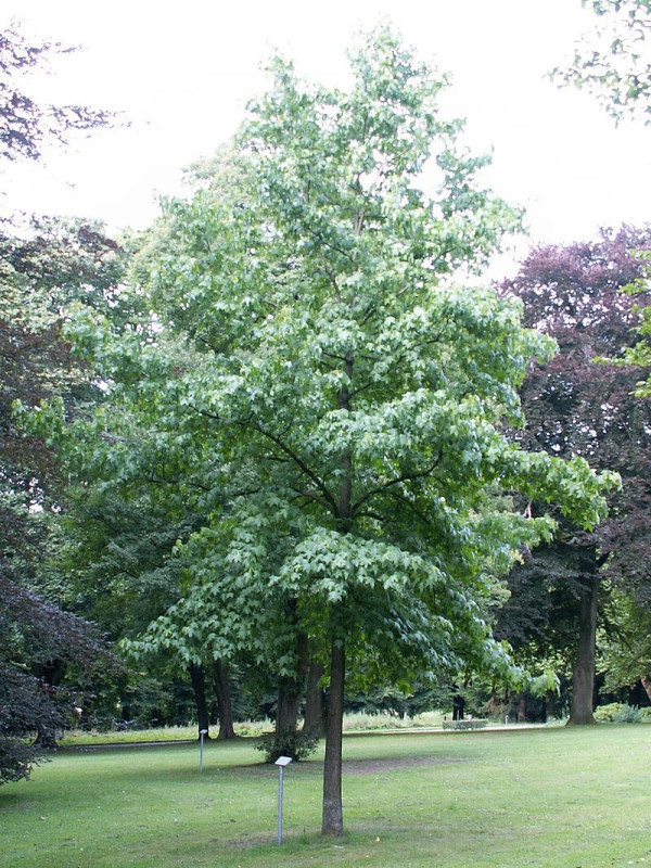 Liquidambar styraciflua.jpg