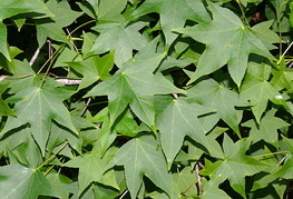 Liquidambar styraciflua - ambrovec