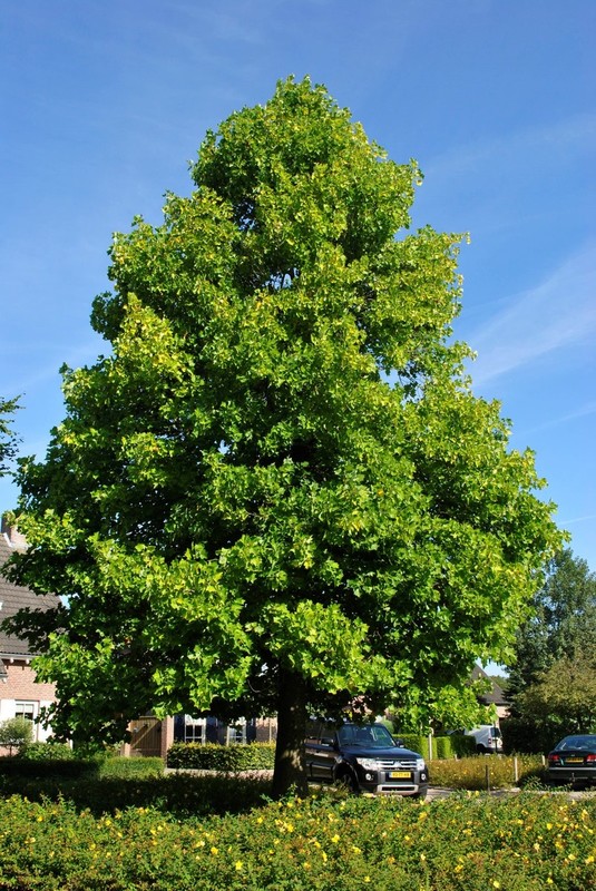 Liriodendron tulipifera 1.jpg