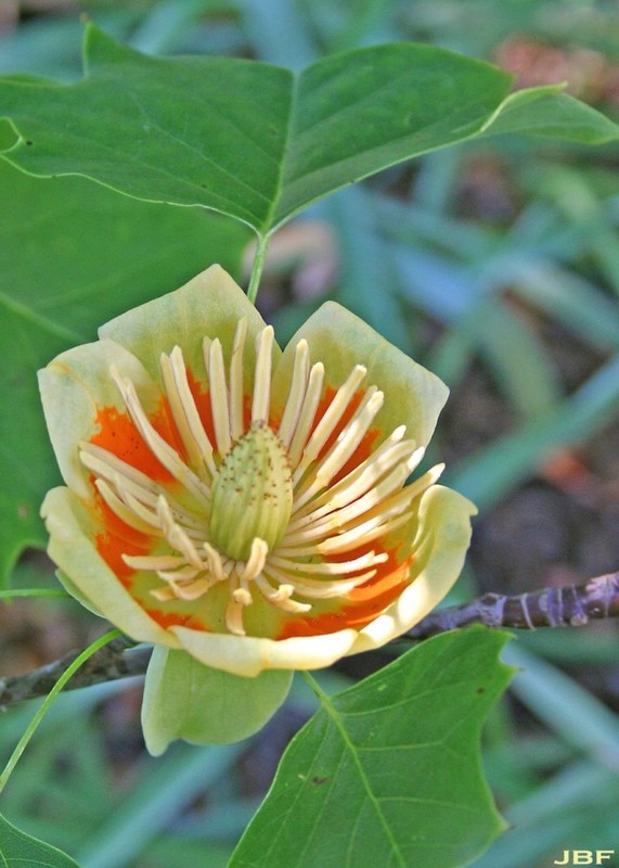 Liriodendron tulipifera.jpg