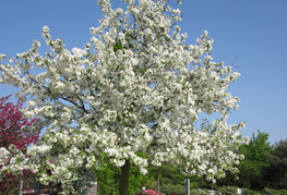 Malus 'Evereste' (= M. 'Perpetu') - okrasna jablana
