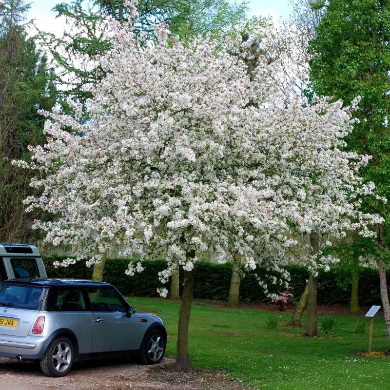 Malus Evereste 2.jpg