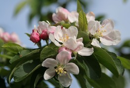 Malus 'John Downie' - okrasna jablana
