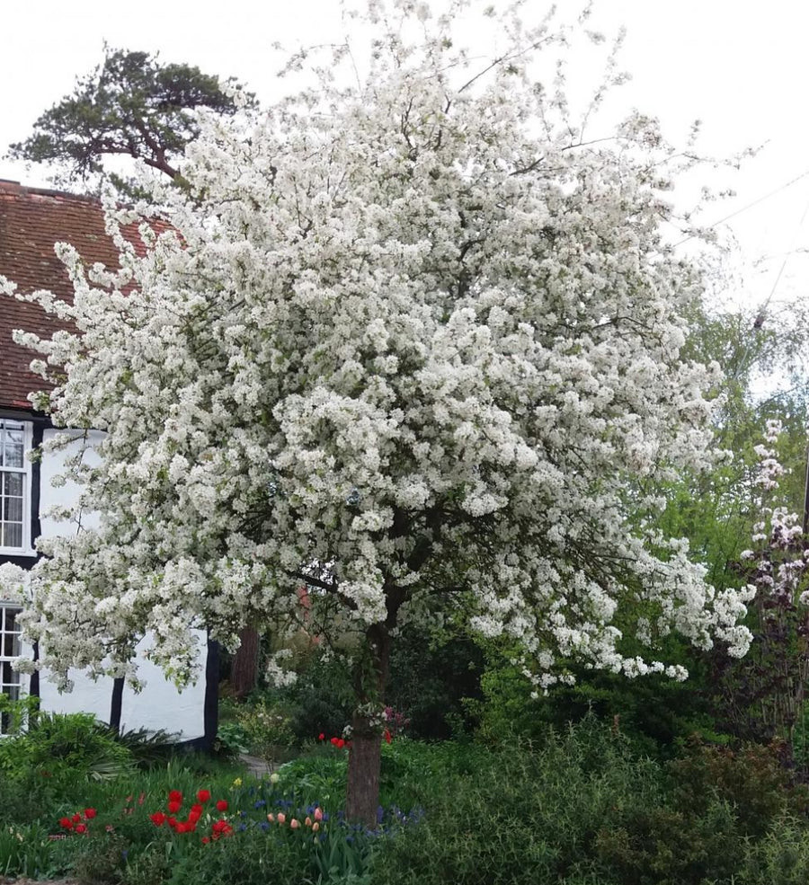 Malus John Downie.jpg