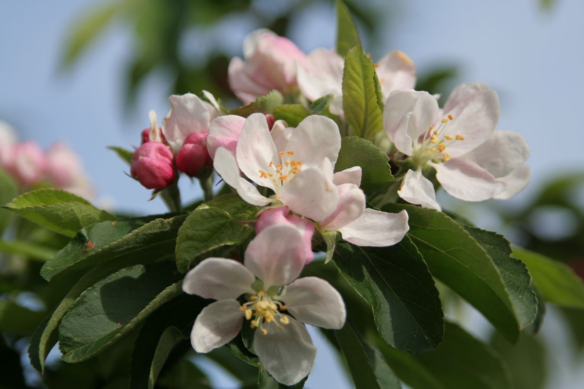 Malus JohnDownie 1.jpg