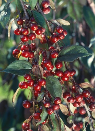 Malus Royal Beauty 1.jpg