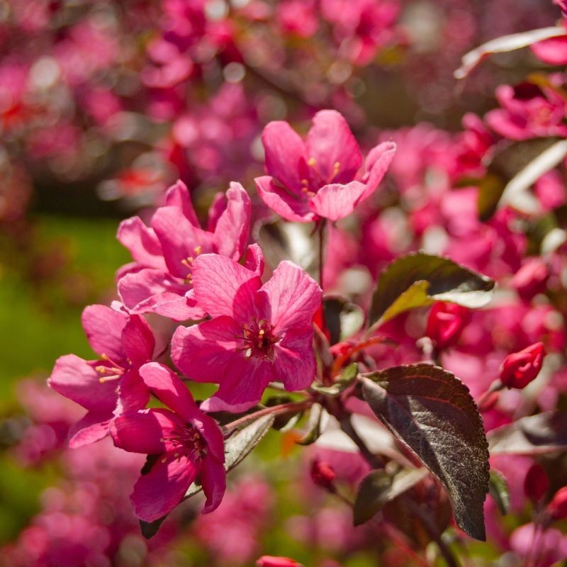 Malus Royal Beauty.jpg