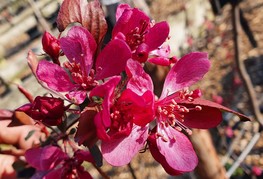 Malus 'Royal Beauty' - okrasna rdečelistan povešava jablana