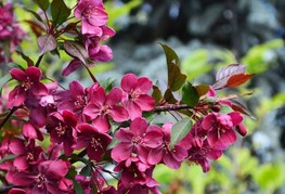 Malus 'Royalty' - okrasna rdečelistna jablana