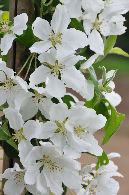 Malus Street Parade 2.jpg