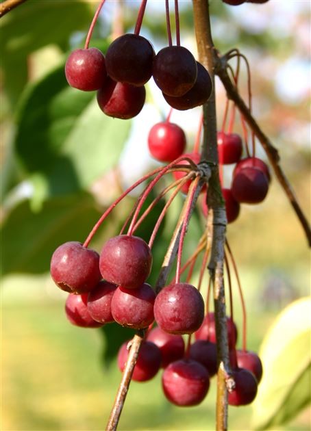 Malus Street Parade.jpg