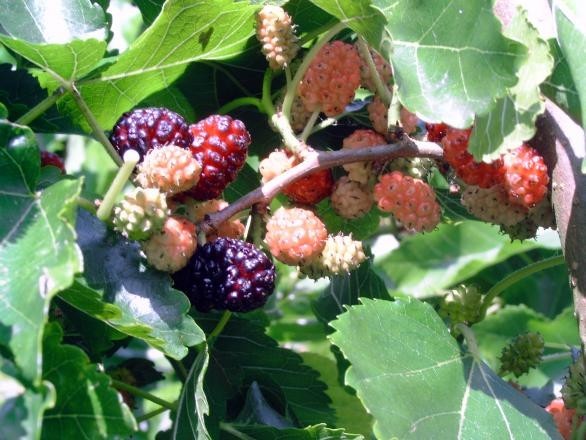 Morus alba Pendula 1.jpg