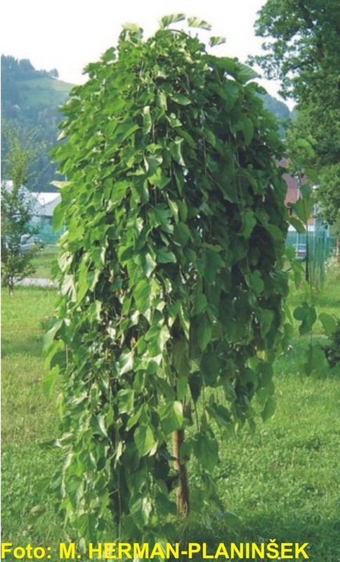 Morus alba Pendula.jpg