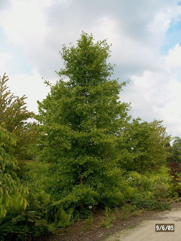 Nyssa sylvatica 2.jpeg