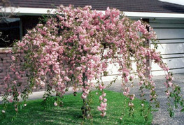 Prunus serrulata 'Kiku-Shidare-Zakura' (= P. serrulata 'Shidare-Zakura', P. serrulata 'Rosea') - japonska povešava češnja