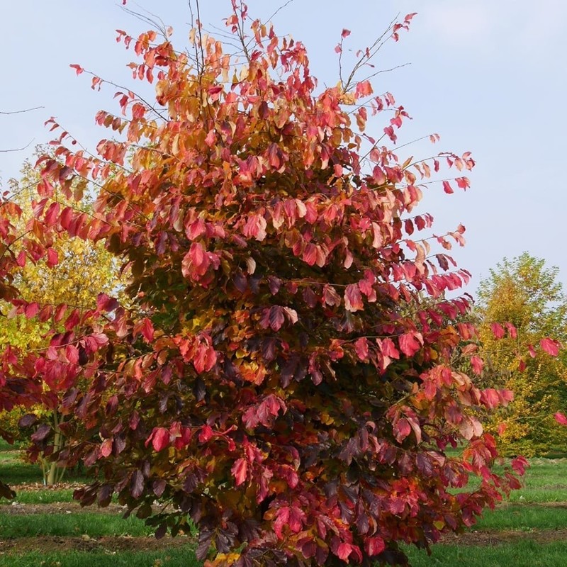 Parrotia persica 1.jpg