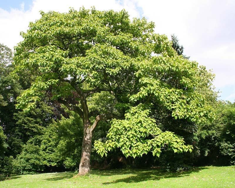 Paulownia tomentosa 1.jpg