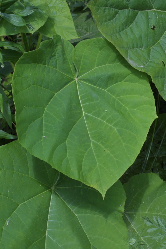 Paulownia tomentosa 2.jpg