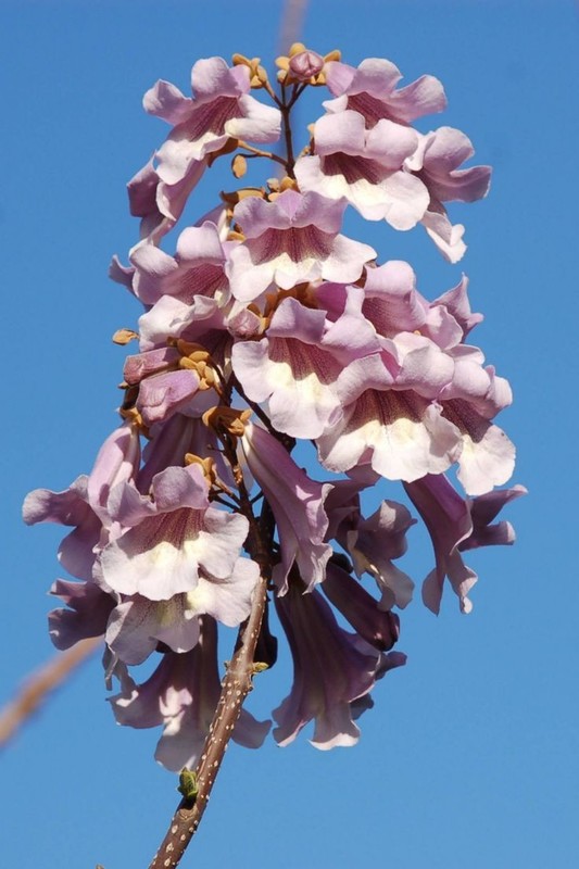 Paulownia tomentosa.jpg