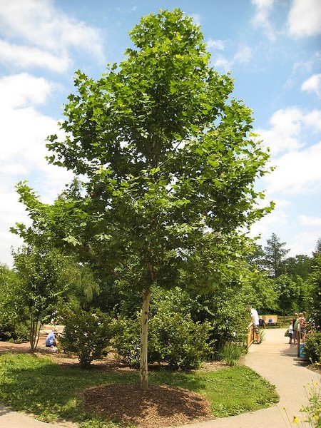 Platanus acerifolia 1.jpg