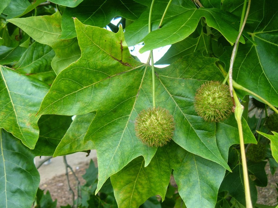 Platanus acerifolia.jpg