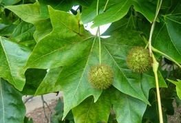 Platanus x acerifolia (= P. x hispanica) - paltana