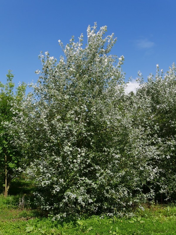 Populus alba 1.jpg