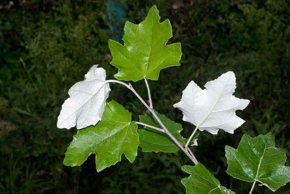 Populus alba.jpg
