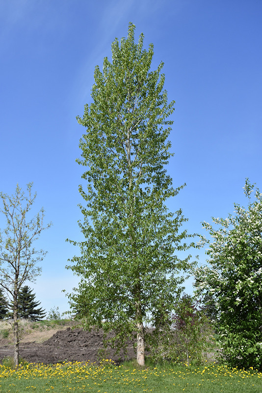 Populus balsamifera 1.jpg
