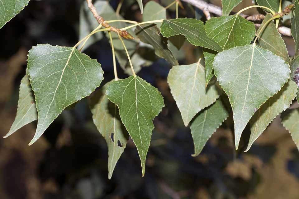 Populus nigra 1.jpg