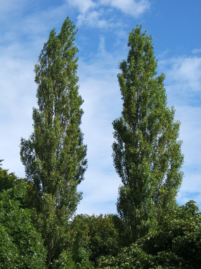 Populus nigra Italica.jpg